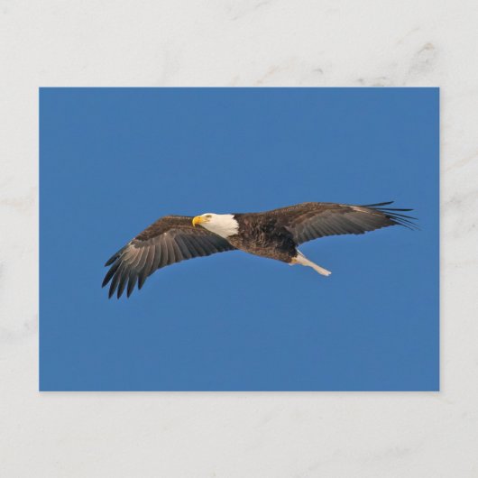 Bald Eagle Sky High Postkarte (Vorderseite)