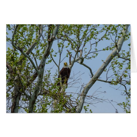 Bald Eagle Smile (Vorderseite (Horizontal))