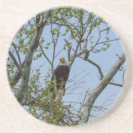 Bald Eagle Smile Getränkeuntersetzer (Vorne)