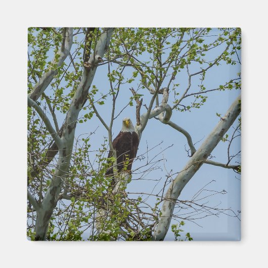Bald Eagle Smile Magnet (Vorne)