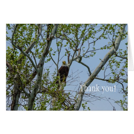 Bald Eagle Smile Vielen Dank (Vorderseite (Horizontal))