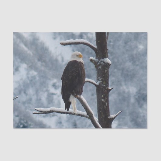Bald Eagle Snow Tree Foto Seidenpapier (Vorderseite)
