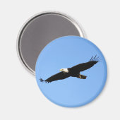 Bald Eagle Soar Magnet (Vorderseite/Rückseite)