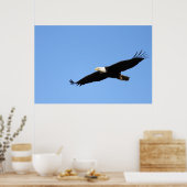 Bald Eagle Soar Poster (Küche)