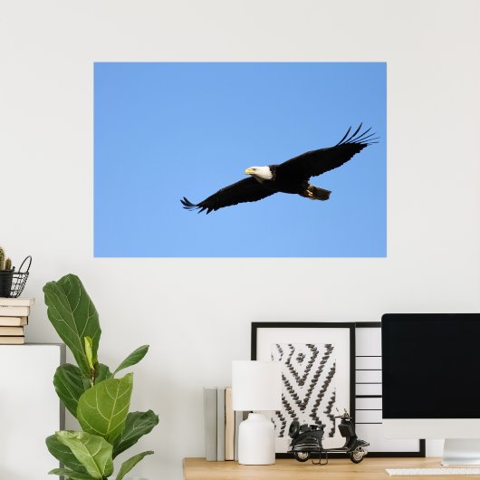 Bald Eagle Soar Poster (Heimbüro)