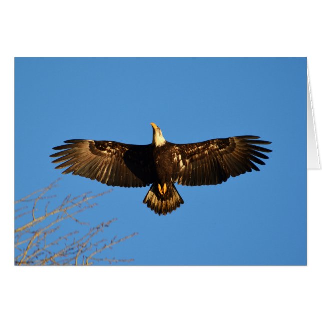 Bald Eagle Soaring1 (Vorderseite (Horizontal))
