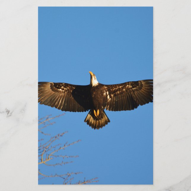 Bald Eagle Soaring1 (Vorderseite)