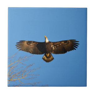 Bald Eagle Soaring1 Fliese