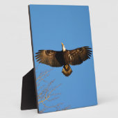 Bald Eagle Soaring1 Fotoplatte (Seite)
