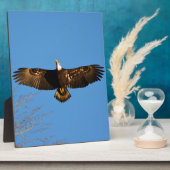 Bald Eagle Soaring1 Fotoplatte (Seite)