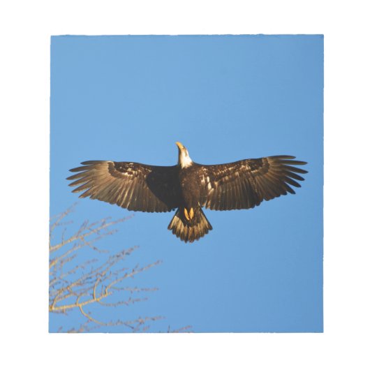 Bald Eagle Soaring1 Notizblock (Vorderseite)