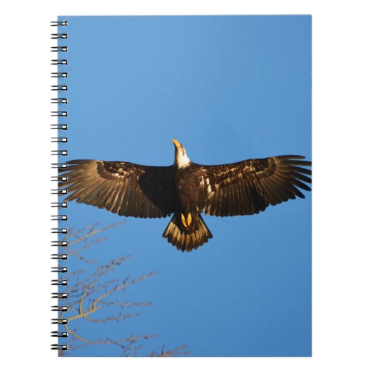 Bald Eagle Soaring1 Notizblock (Vorderseite)