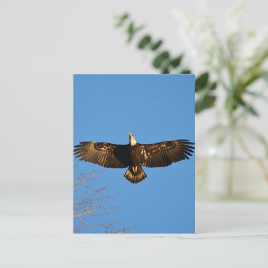 Bald Eagle Soaring1 Postkarte (Stehend Vorderseite)