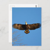 Bald Eagle Soaring1 Postkarte (Vorne/Hinten)