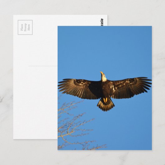 Bald Eagle Soaring1 Postkarte (Vorne/Hinten)