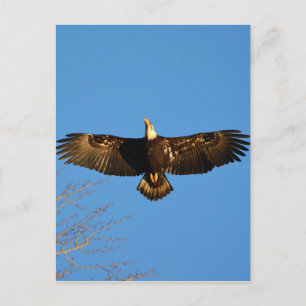Bald Eagle Soaring1 Postkarte