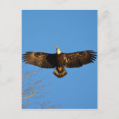 Bald Eagle Soaring1 Postkarte (Vorderseite)