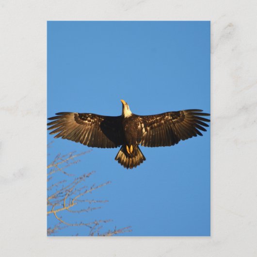 Bald Eagle Soaring1 Postkarte (Vorderseite)