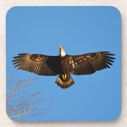 Bald Eagle Soaring1 Untersetzer (Vorderseite)