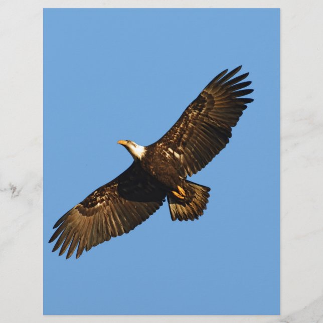 Bald Eagle Soaring 2 (Vorderseite)