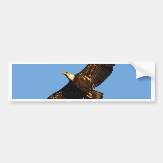 Bald Eagle Soaring 2 Autoaufkleber (Vorne)