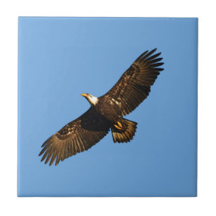 Bald Eagle Soaring 2 Fliese