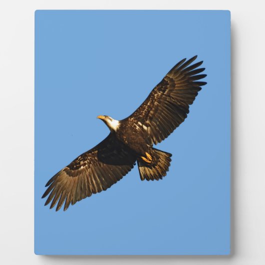 Bald Eagle Soaring 2 Fotoplatte (Vorderseite)