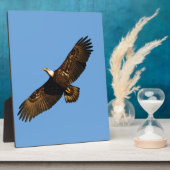 Bald Eagle Soaring 2 Fotoplatte (Seite)