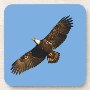 Bald Eagle Soaring 2 Untersetzer