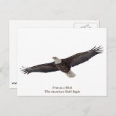 Bald Eagle Soaring Postkarte (Vorne/Hinten)