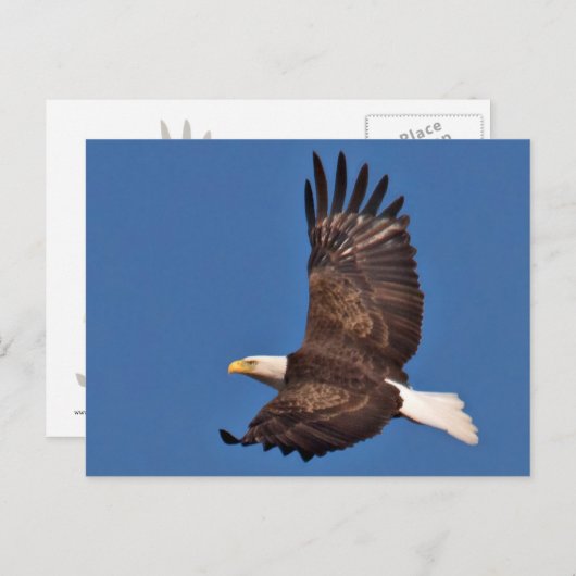 Bald Eagle Soaring Postkarte (Vorne/Hinten)