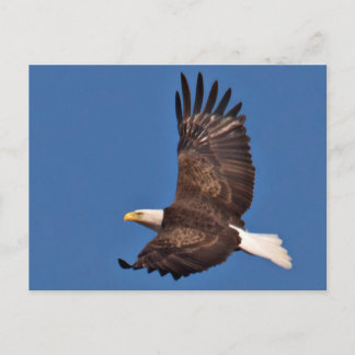 Bald Eagle Soaring Postkarte