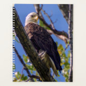 Bald Eagle Spiral Wochen/Monatsplaner Planer (Vorderseite)