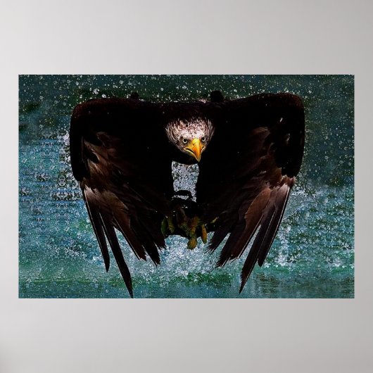 Bald Eagle splash Poster (Vorne)