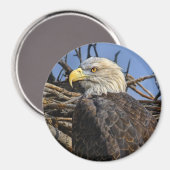 Bald Eagle Spring Nest Magnet (Vorderseite/Rückseite)