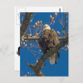 Bald Eagle Staredown Postkarte (Vorne/Hinten)
