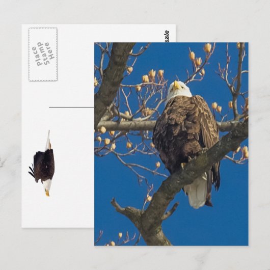 Bald Eagle Staredown Postkarte (Vorne/Hinten)