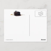 Bald Eagle Staredown Postkarte (Rückseite)