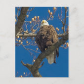 Bald Eagle Staredown Postkarte (Vorderseite)