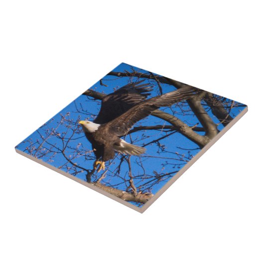 Bald Eagle starten Fliese (Seite)