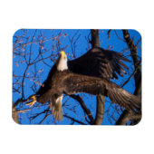 Bald Eagle starten Magnet (Horizontal)