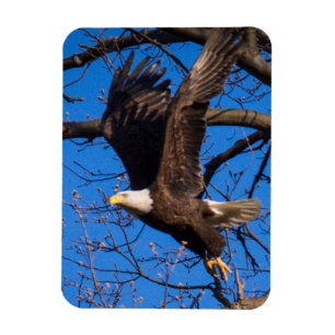 Bald Eagle starten Magnet