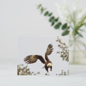 Bald Eagle starten Postkarte (Stehend Vorderseite)