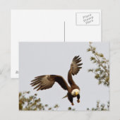 Bald Eagle starten Postkarte (Vorne/Hinten)