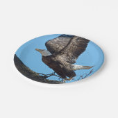 Bald Eagle startet Pappteller (Schrägansicht)