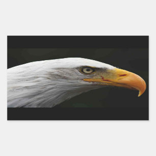 Bald Eagle stcn Rechteckiger Aufkleber