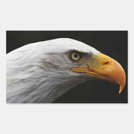 Bald Eagle stcna Rechteckiger Aufkleber (Vorderseite)