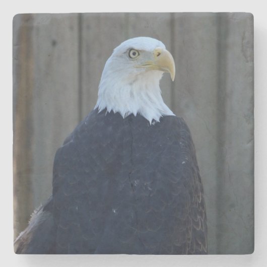 Bald Eagle Steinuntersetzer (Vorderseite)