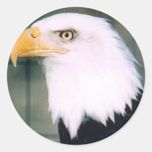 Bald Eagle Sticker (Vorderseite)