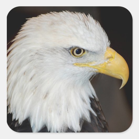 Bald Eagle Stickers (Vorderseite)